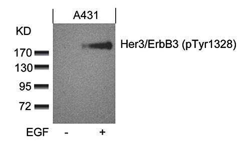 Her3/ErbB3 (phospho-Tyr1328) Antibody