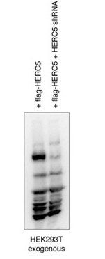HERC5 antibody