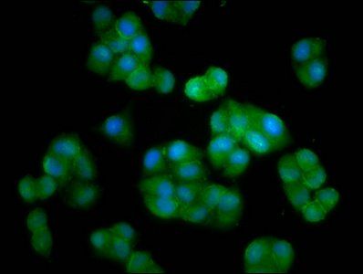 HERC5 Antibody