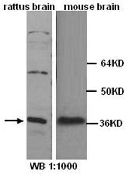 HES-5 Rabbit Polyclonal Antibody