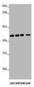 HNRNPA1 Antibody