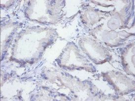 SYNCRIP Antibody