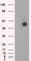 HHEX Antibody
