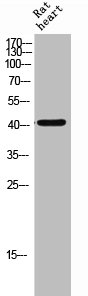 HEXIM1 Antibody