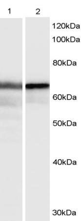 Goat anti-HEXIM1 Antibody