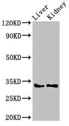 HEXIM2 Antibody
