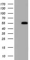 HK2 Antibody