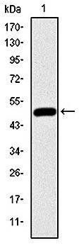 HFE Antibody