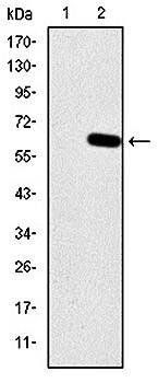 HFE Antibody