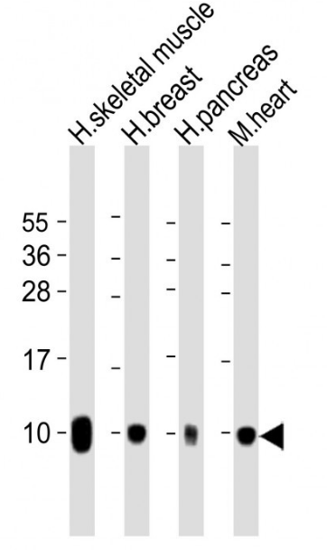 COX7A1 antibody