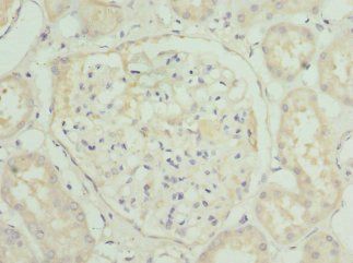 HGD Antibody