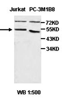 HGD antibody