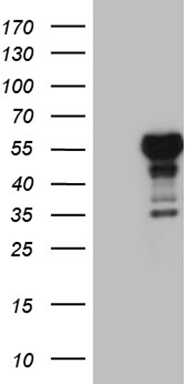 HGF Antibody