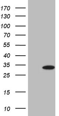 HGF Antibody