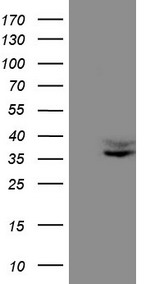 HGF Antibody