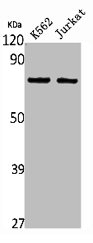 HGFAC Antibody