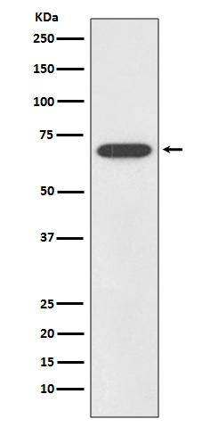 SOX11 Rabbit Monoclonal Antibody