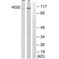 HGS antibody