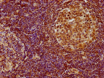 HHEX Antibody