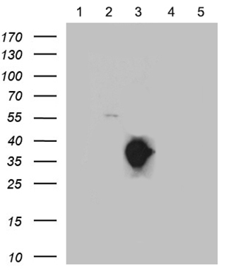 HHLA3 Antibody