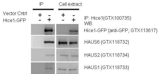 HAUS augmin like complex subunit 8 Antibody