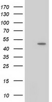 HID1 Antibody