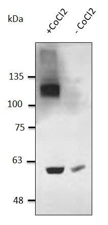 HIF1a Antibody