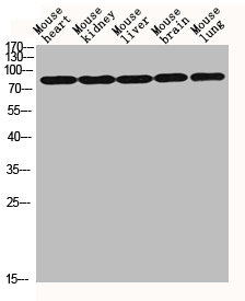 HIF1A Antibody