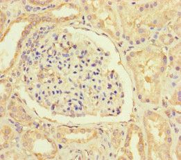 HIF1AN Antibody