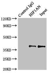 HIF1AN antibody