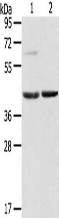 HIF1AN antibody