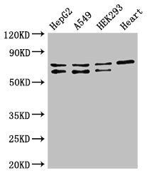 HIF3A antibody