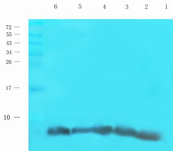 HIG2 antibody