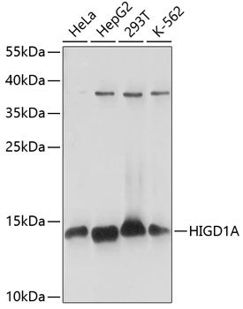 HIGD1A antibody