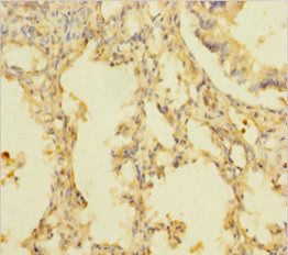 FCER1G Antibody