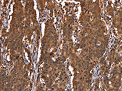HINT1 Antibody