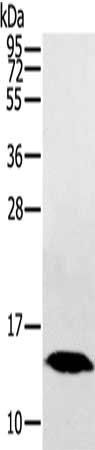 HINT1 antibody