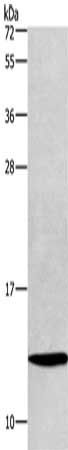 HINT1 Antibody