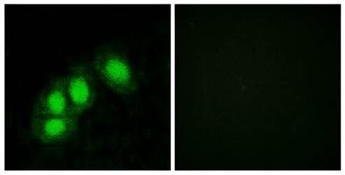 HINT1 Antibody