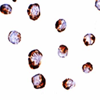 HINT1 Antibody