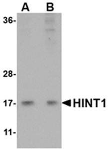HINT1 Antibody