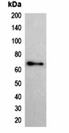 His-tag antibody