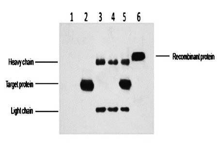 His-Tag Mouse Monoclonal Antibody