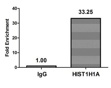 HIST1H1A (Ab-21) Antibody