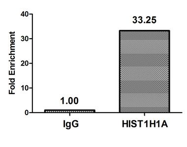 HIST1H1A (Ab-21) antibody