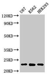 HIST1H1B Antibody