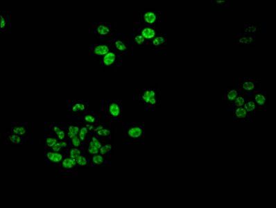 Phospho-HIST1H1B (S188) Antibody