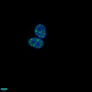 Phospho-HIST1H1B (T154) Antibody