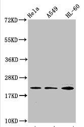HIST1H1C (Ab-109) antibody