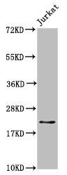 HIST1H1C (Ab-164) antibody